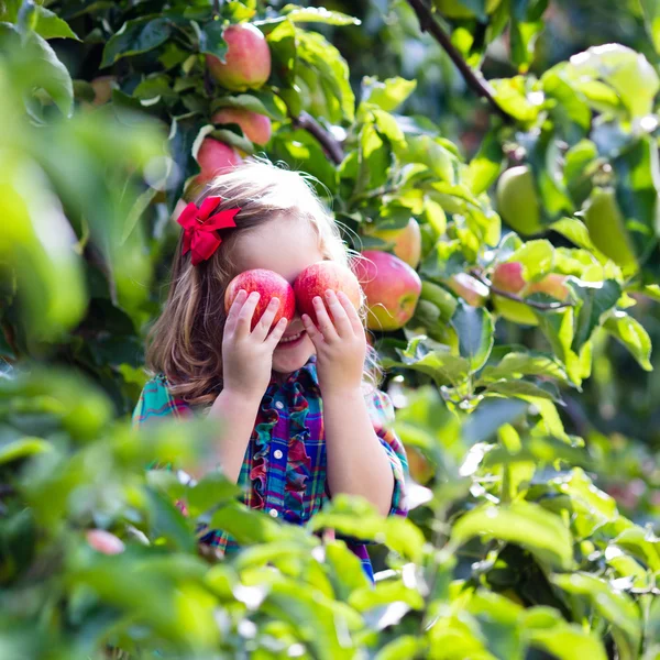 Gadis kecil memetik apel dari pohon di kebun buah — Stok Foto