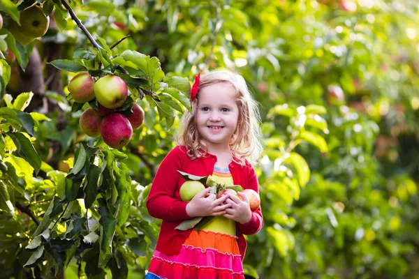 Malá holčička sbíral jablka ze stromu v ovocných sadech — Stock fotografie