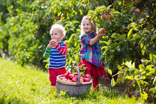 Дети собирают яблоки во фруктовом саду — стоковое фото