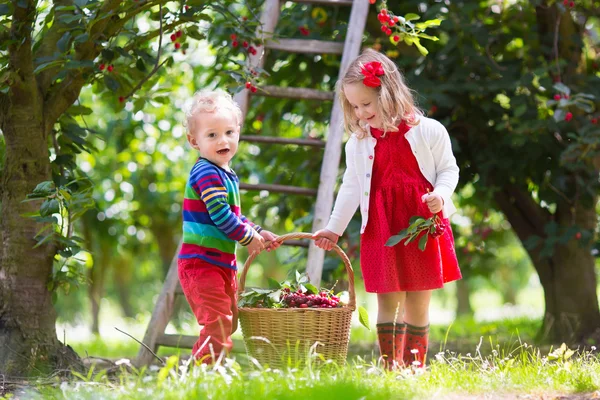 Kinder pflücken Kirschen auf einem Obstbauernhof — Stockfoto