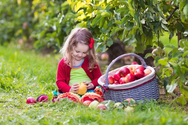 Küçük kız elma ağaçtan meyve meyve bahçesinde toplama — Stok fotoğraf
