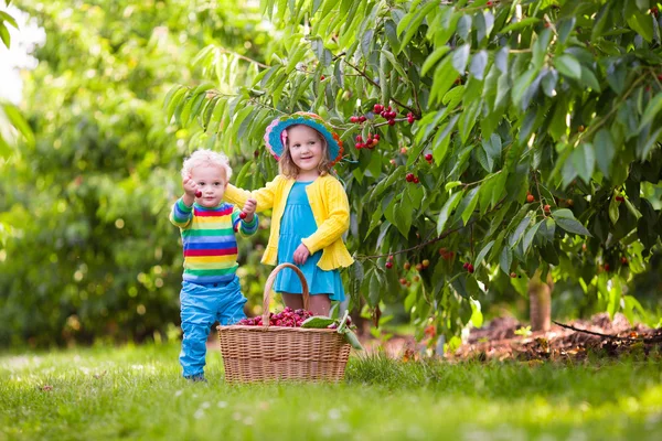 Діти збирають вишню з дерева — стокове фото