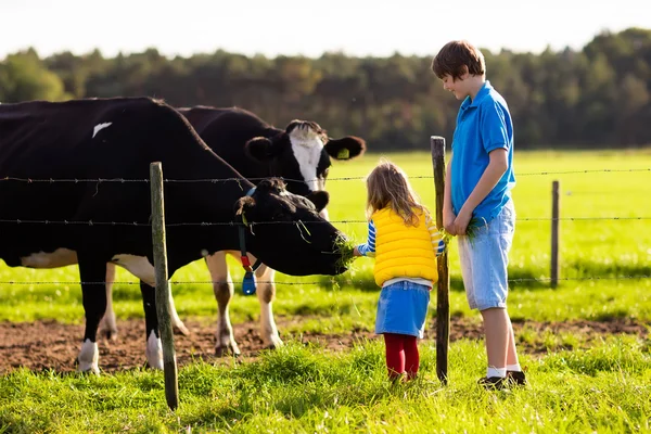 Kids feeding cow on a farm — Stock Photo, Image