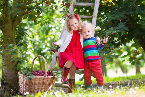 Děti sbíráme cherry na ovocnářské farmě — Stock fotografie