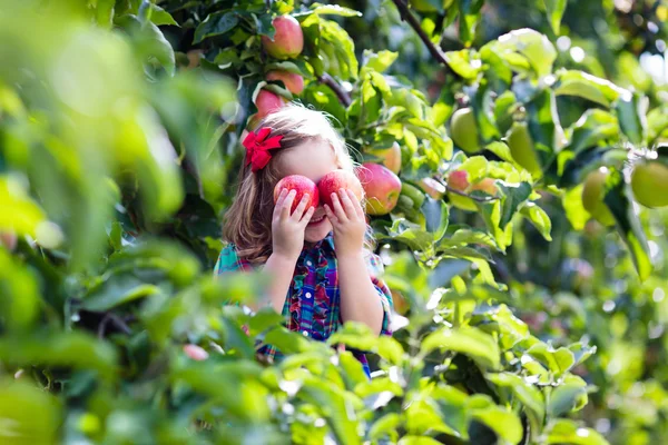 Niña recogiendo manzanas de un árbol en un huerto de frutas — Foto de Stock