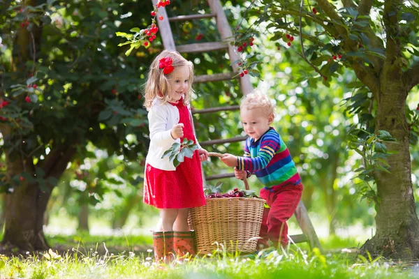 Des enfants cueillent des cerises dans une ferme fruitière — Photo