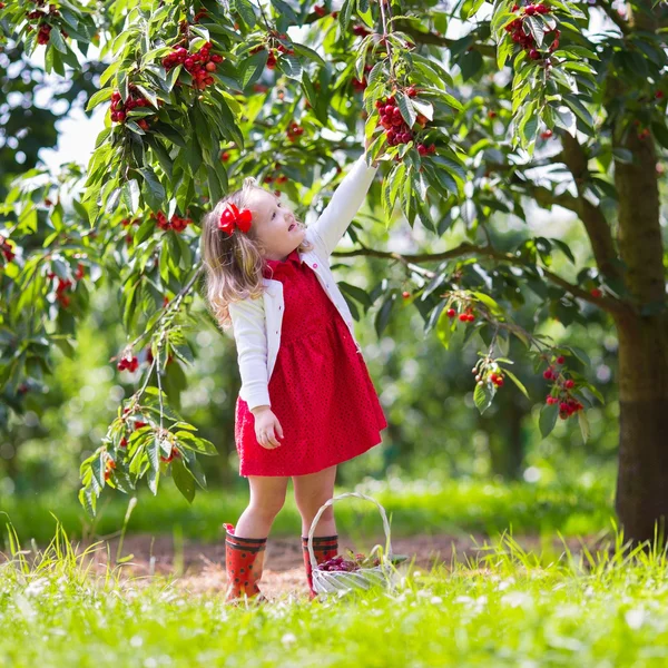 Little girl picking cherry — Stock Photo, Image