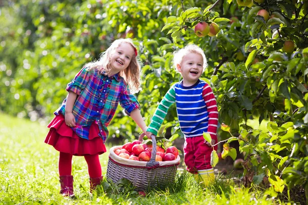 Niños recogiendo manzanas en el jardín de frutas —  Fotos de Stock