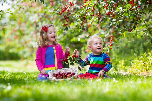 Niños recogiendo cereza en una granja de frutas —  Fotos de Stock