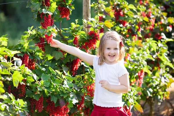 Little girl picking red currant in the garden — Stock Photo, Image