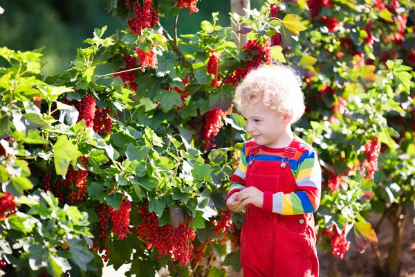 Kleiner Junge pflückt rote Johannisbeeren — Stockfoto