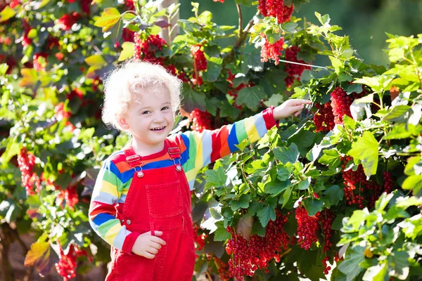 Маленький хлопчик збирає ягоду червоної смородини — стокове фото