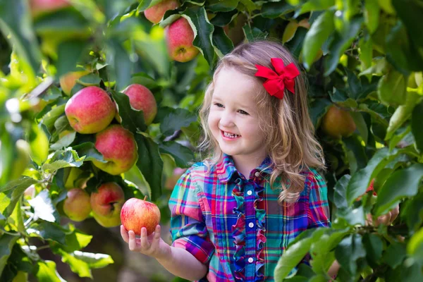 Menina pegando maçãs da árvore em um pomar de frutas — Fotografia de Stock