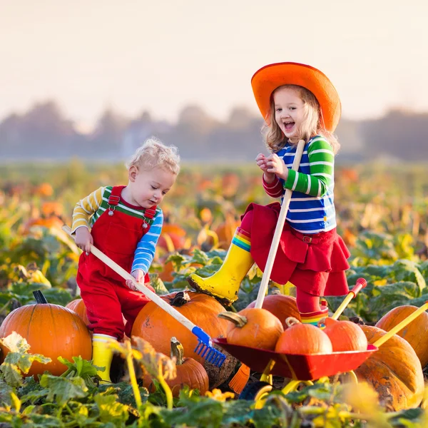 Niños recogiendo calabazas en el parche de calabaza de Halloween —  Fotos de Stock