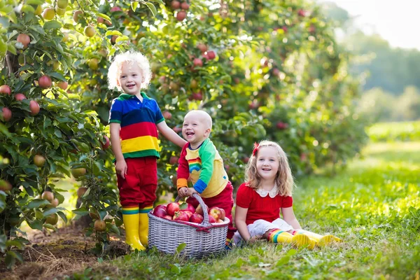 Crianças pegando maçãs no jardim de frutas — Fotografia de Stock