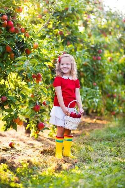 Menina colhendo maçãs no jardim de frutas — Fotografia de Stock