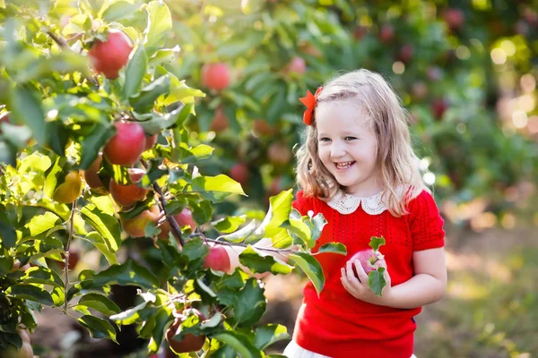 Menina colhendo maçã no jardim de frutas — Fotografia de Stock