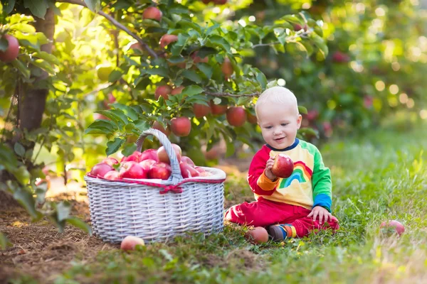 Baby pojke plocka äpplen i fruktträdgård — Stockfoto