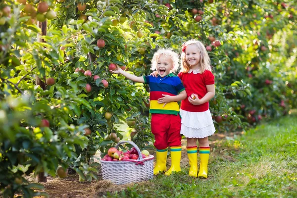 Niños recogiendo manzanas en el jardín de frutas —  Fotos de Stock