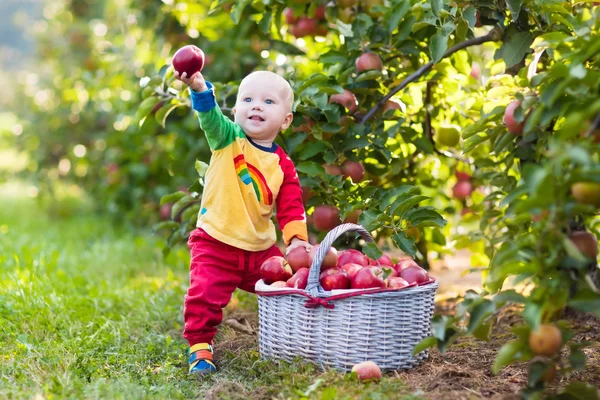 Baby boy picking apples in fruit garden — Stock Photo, Image