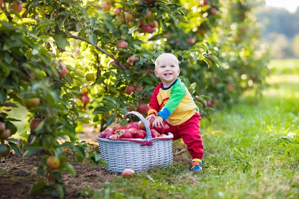 Baby pojke plocka äpplen i fruktträdgård — Stockfoto