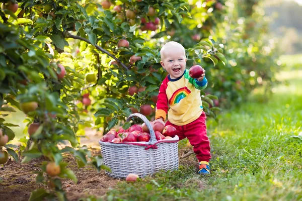 Bayi laki-laki memetik apel di kebun buah — Stok Foto