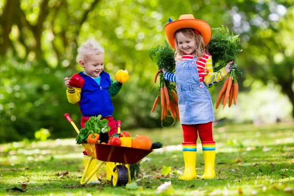 Kinderen groenten plukken op biologische boerderij — Stockfoto
