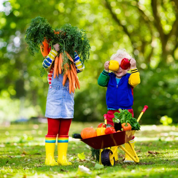 Kinderen groenten plukken op biologische boerderij — Stockfoto