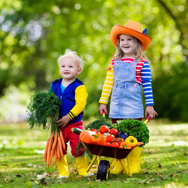 Kids picking vegetables on organic farm — Stock Photo, Image