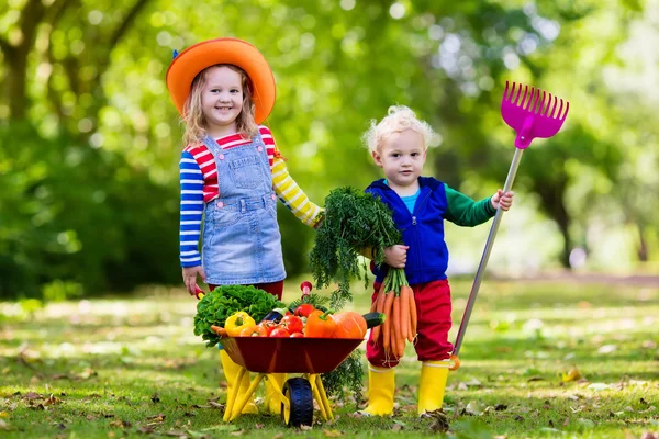 Barnen plocka grönsaker på ekologisk gård — Stockfoto