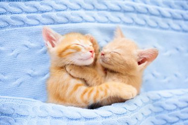 Yavru kedi uyuyor. Örgü battaniyenin altındaki kanepede kızıl kedi yavrusu. Birbirlerine sarılıp kucaklaşan iki kedi. Evcil hayvan. Uyku ve rahat uyku zamanı. Ev hayvanı. Yavru kediler. Evdeki sevimli komik kediler..