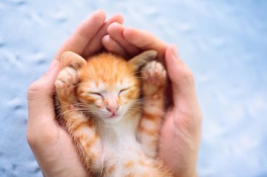 Kedi yavrusu erkek ellerinde uyuyor. Evcil hayvanlarla rahat bir uyku ve uyku zamanı. Hayvan sahibi ve evcil hayvanı. Zencefilli yavru kedi dinleniyor. Hayvan sevgisi. 