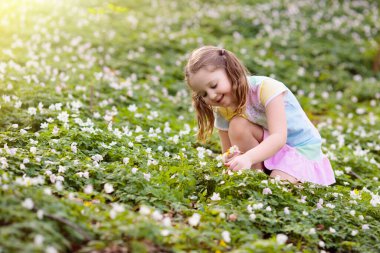 Paskalya yumurtası avına çıkan çocuk bahar çiçekleriyle çiçek açıyor. Sepetinde renkli yumurtaları olan bir çocuk. Çiçek toplayan küçük kız. Paskalya süsü, aile kutlaması, Hıristiyan gelenekleri..