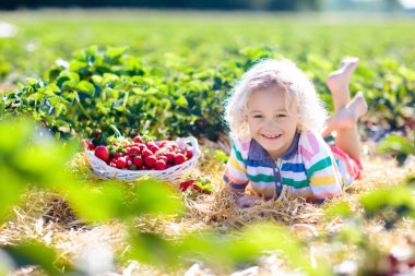 Güneşli yaz gününde meyve tarlasında çilek toplayan bir çocuk. Çocuklar kendi böğürtlen tarlanızı toplamak için taze olgun organik çilekleri beyaz sepette toplarlar. Küçük çocuk çilek yiyor..