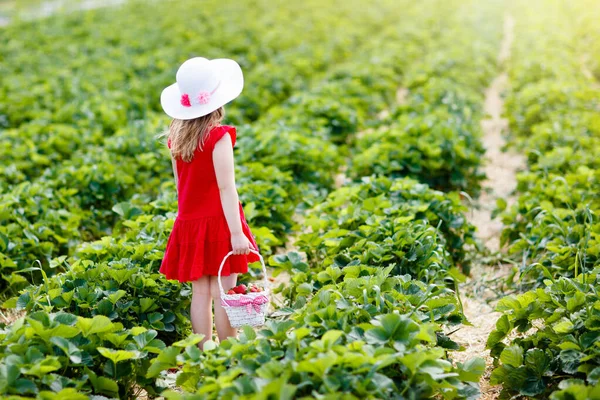 Criança Escolhendo Morango Campo Fazenda Frutas Dia Ensolarado Verão Crianças — Fotografia de Stock