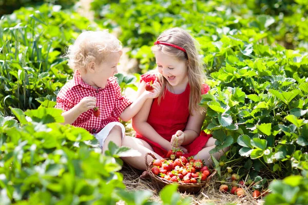 Crianças Pegando Morango Campo Fazenda Frutas Dia Ensolarado Verão Crianças — Fotografia de Stock