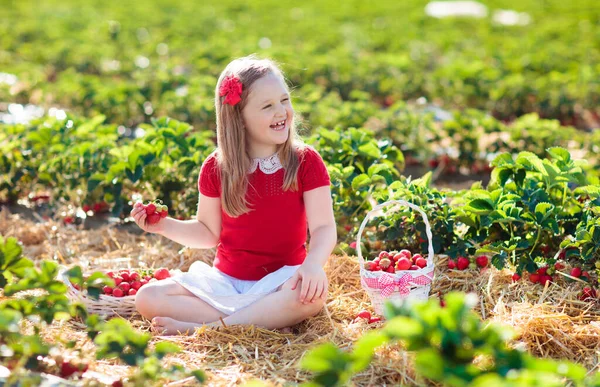 Child Picking Strawberry Fruit Farm Field Sunny Summer Day Kids — Stock Photo, Image