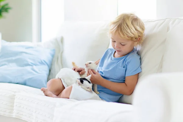 与幼猫玩耍的孩子 抱着白猫的小孩小男孩抱着可爱的宠物坐在家里阳光灿烂的客厅里的沙发上 孩子们和宠物玩耍 儿童和家畜 — 图库照片