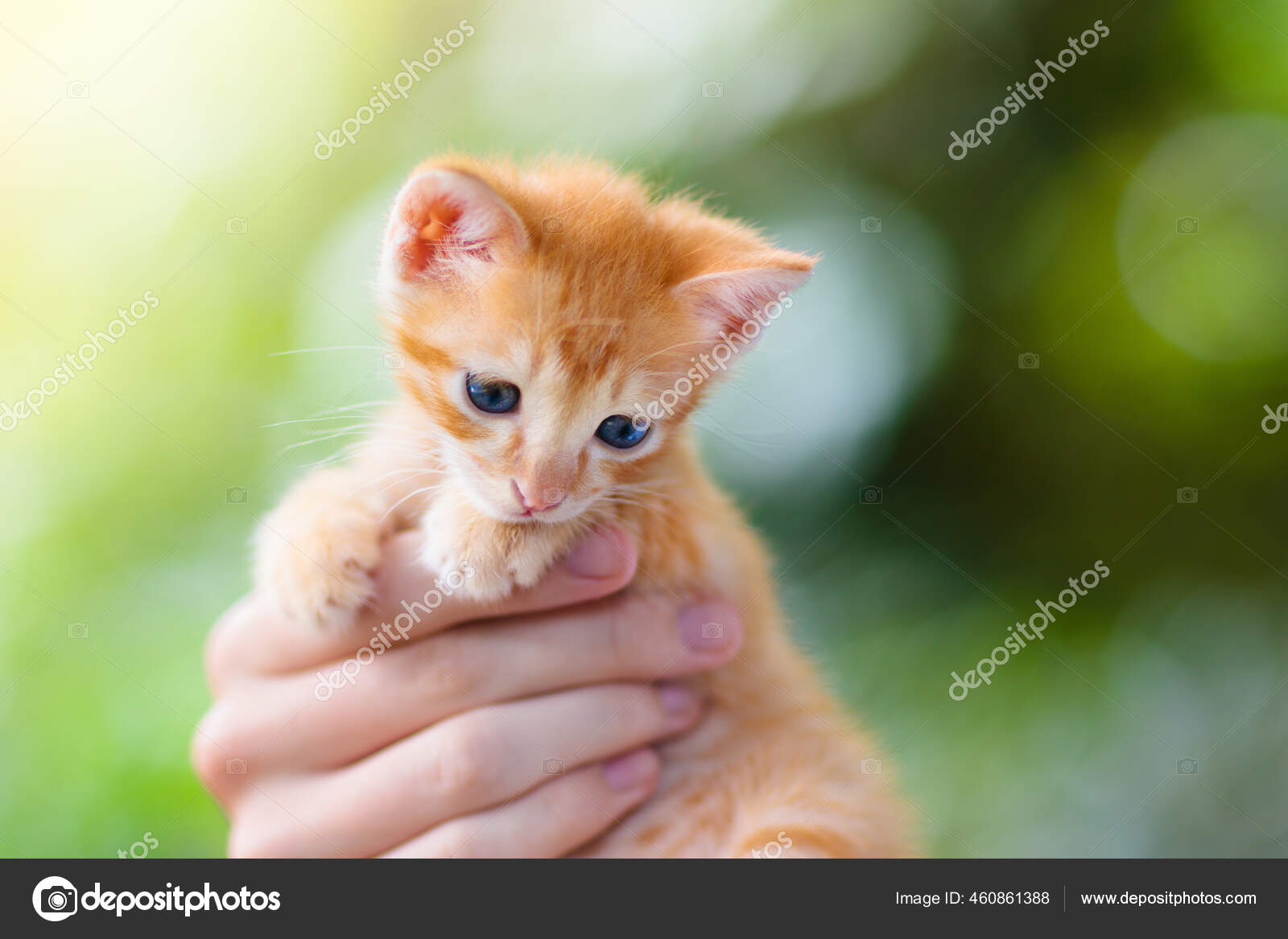 Homme Tenant Bebe Chat Chaton Gingembre Dans Les Mains Humaines Image Libre De Droit Par Famveldman C Homme Tenant Bebe Chat Chaton Gingembre Dans Les Mains Humaines Image Libre De Droit Par Famveldman C