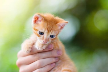 Bebek kedi tutan bir adam. Güneşli bahçede, insan ellerinde kızıl kedi yavrusu. Evcil hayvan bakıcısı küçük hayvanı izliyor. Sahibi ve kedisi. 