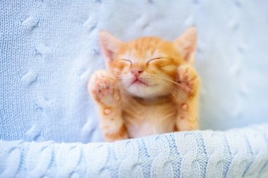 Yavru kedi uyuyor. Örgü battaniyenin altındaki kanepede kızıl kedi yavrusu. Evcil hayvan. Uyku ve rahat uyku zamanı. Ev hayvanı. Genç kediler. Evdeki sevimli komik kediler..