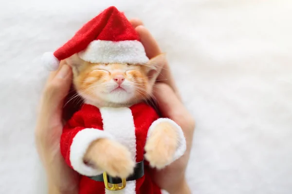 Noel Kostümlü Bebek Kedi Noel Baba Şapkası Kızıl Yeni Doğmuş — Stok fotoğraf