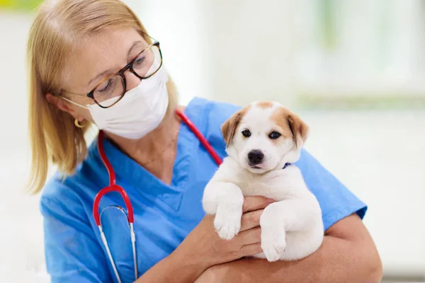 兽医检查狗 兽医的宠物狗动物诊所 宠物检查和疫苗接种 狗的健康护理 幼犬注射疫苗 — 图库照片