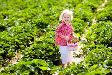 Güneşli yaz gününde meyve tarlasında çilek toplayan bir çocuk. Çocuklar kendi böğürtlen tarlanızı toplamak için taze olgun organik çilekleri beyaz sepette toplarlar. Küçük çocuk çilek yiyor..