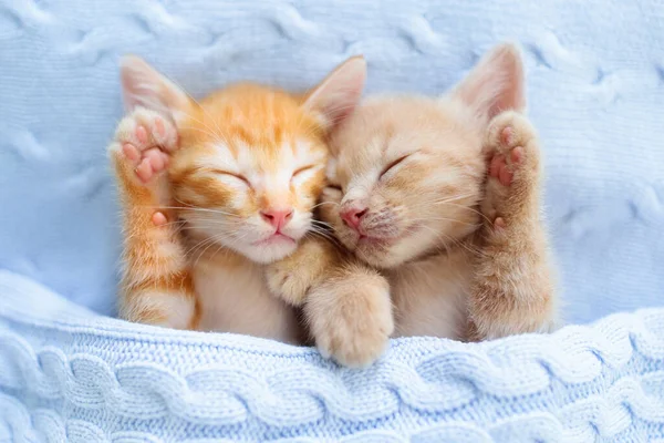 Kleine Kat Slaapt Ginger Kitten Bank Onder Gebreide Deken Twee — Stockfoto