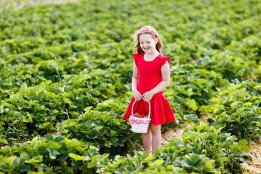 Güneşli yaz gününde meyve tarlasında çilek toplayan bir çocuk. Çocuklar kendi böğürtlen tarlanızı toplamak için taze olgun organik çilekleri beyaz sepette toplarlar. Küçük kız çilek yiyor..