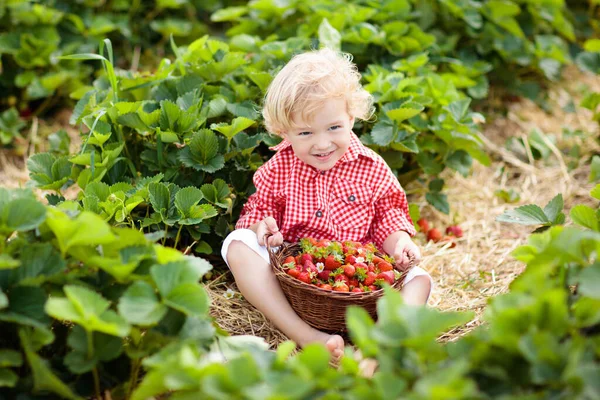 Child picking strawberry on fruit farm field on sunny summer day. Kids pick fresh ripe organic strawberry in white basket on pick your own berry plantation. Little boy eating strawberries.