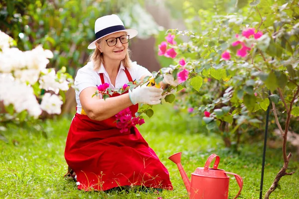 Senior woman gardening. Retired lady in sun hat watering garden plants and flowers. Beautiful sunny blooming backyard. Outdoor hobby and healthy activity. Female with garden tools and watering can.