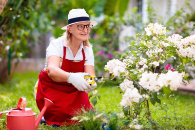 Son sınıf kadın bahçıvanlığı. Güneş şapkalı emekli kadın bahçe bitkileri ve çiçekleri suluyor. Güneşli, güzel bir bahçe. Açık hava hobisi ve sağlıklı aktivite. Bahçe aletleri ve su kabı olan bir kadın..