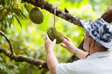 Durian ağaçta büyüyor. Tayland ve Malezya 'nın egzotik tropikal meyvelerini toplayan çiftçi. Meyve kralı. Güneydoğu Asya 'daki organik çiftlikte olgun duryalıları izleyen bir adam.. 